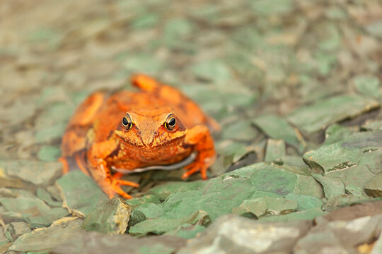 small orange frog in the pond.