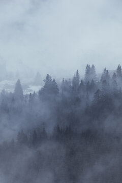 foggy evening landscape in Carpathian Mountains, Ukraine.