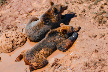 two brown bears cooling off in a puddle of water
