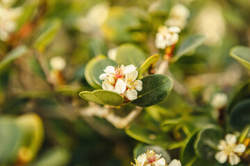 Close-up details of the blossom and leaves of a white umbel plant, Rhaphiolepis umbellata