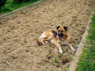  dog lies on the eco path. Dog on the sand. The mongrel is resting. Ecopath in the park.