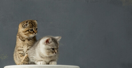 portrait of two tender kittens on a gray background. a pair of cozy kittens with a cute look on a...