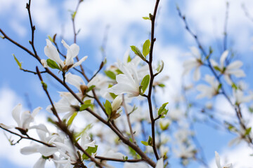 White flowers of Magnolia kobus in spring time