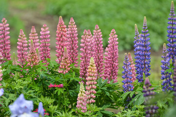 Lupine blooms in the spring garden