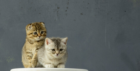 portrait of two tender kittens on a gray background. a pair of cozy kittens with a cute look on a...