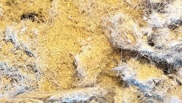 Close up of vacuum cleaner dust and hair background