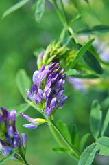 The field is blooming alfalfa
