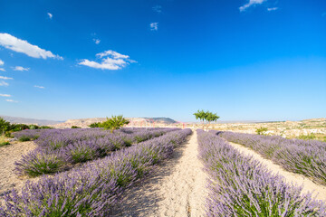 Fototapeta na wymiar Landscape of lavender field