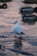 Beautiful seagull on the Baltic Sea