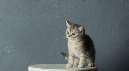 portrait of a gray kitten on a gray background.a gray kitten with a cute look on a gray background...