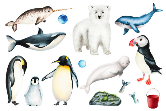 Watercolor set of animals of the Arctic and Antarctic isolated on white background. Hand painted realistic ocean mammal includes king penguin family, narwhal, killer whale, beluga whale, blue whale