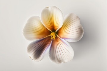 Fototapeta na wymiar Beautiful White and Orange Flower