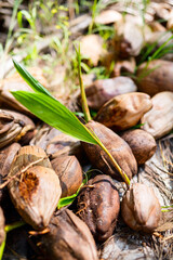 Coconut sprouts