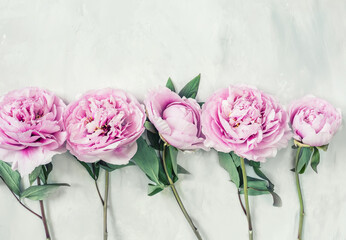 delicate pink peonies flower on a gray putty rough background.