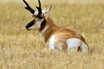 Autumn close up of Pronghorn resting in golden grasses along Old Yellowstone Trail in Gardiner, Montana, near north entrance of Yellowstone National Park