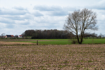 Cropped corn fields and farmhouses at the Flemish countryside around Ternat, Belgium