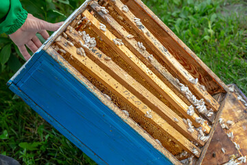Wax moth larvae on an infected bee nest. cover of the hive is infected with a wax moth. family of...