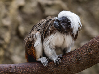 The cotton-top tamarin or Saguinus oedipus is perching on tree branch. Fluffy small New World monkey.