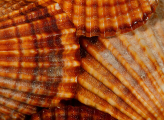Scallop shells of saltwater clam or marine bivalve. Background, texture