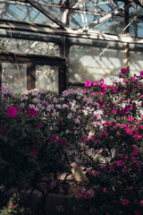 camellias and azaleas at the botanical garden