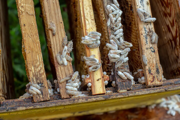 Fully-grown larvae form cocoons in comb debris, attached to frame or hive body. Larvae chew...