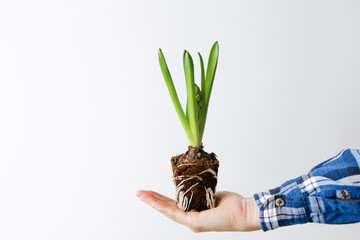 Hyacinth plant in the hands of a woman on a white background