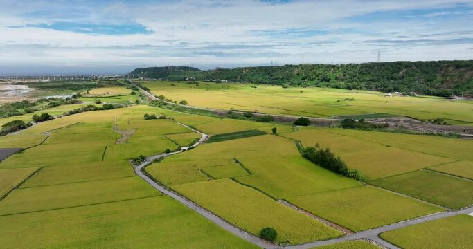 Aerial view of Taichung Waipu paddy rice field