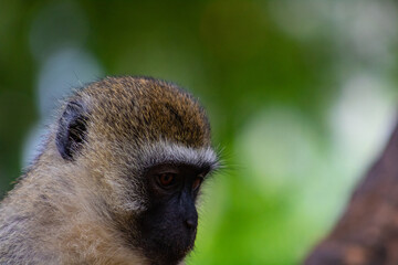 close up of a monkey