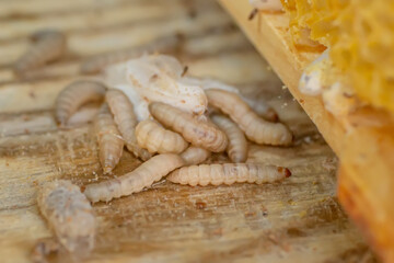 Fully-grown larvae form cocoons in comb debris, attached to frame or hive body. Larvae chew cavities to cement the cocoons, and lasting damage is done to frame