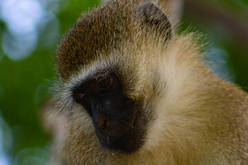 close up of a monkey