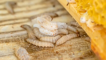 Fully-grown larvae form cocoons in comb debris, attached to frame or hive body. Larvae chew...