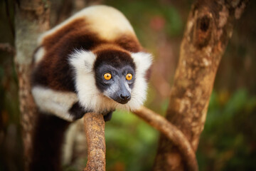 Portrait of cute lemur: Black-and-white ruffed lemur, Varecia variegata. Direct view, closeup portrait of relaxing brown-black and white colored lemur with orange eyes. Madagascar. 