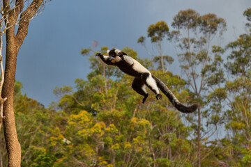 Jumping lemurs: Black-and-white ruffed lemur, Varecia variegata. Lemur in the Air against Rain Forest canopy, animal Endemic to Madagascar, brown-black and white colored fur and long tail. Madagascar.