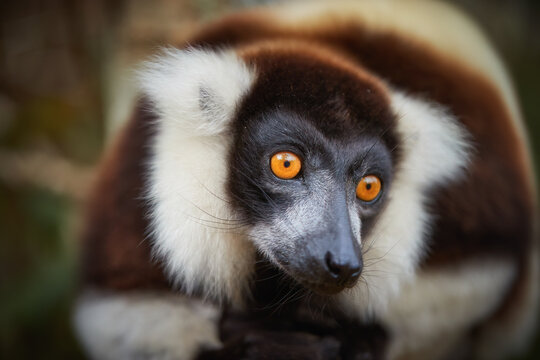 Portrait of cute lemur: Black-and-white ruffed lemur, Varecia variegata. Direct view, closeup portrait of relaxing brown-black and white colored lemur with orange eyes. Madagascar. 