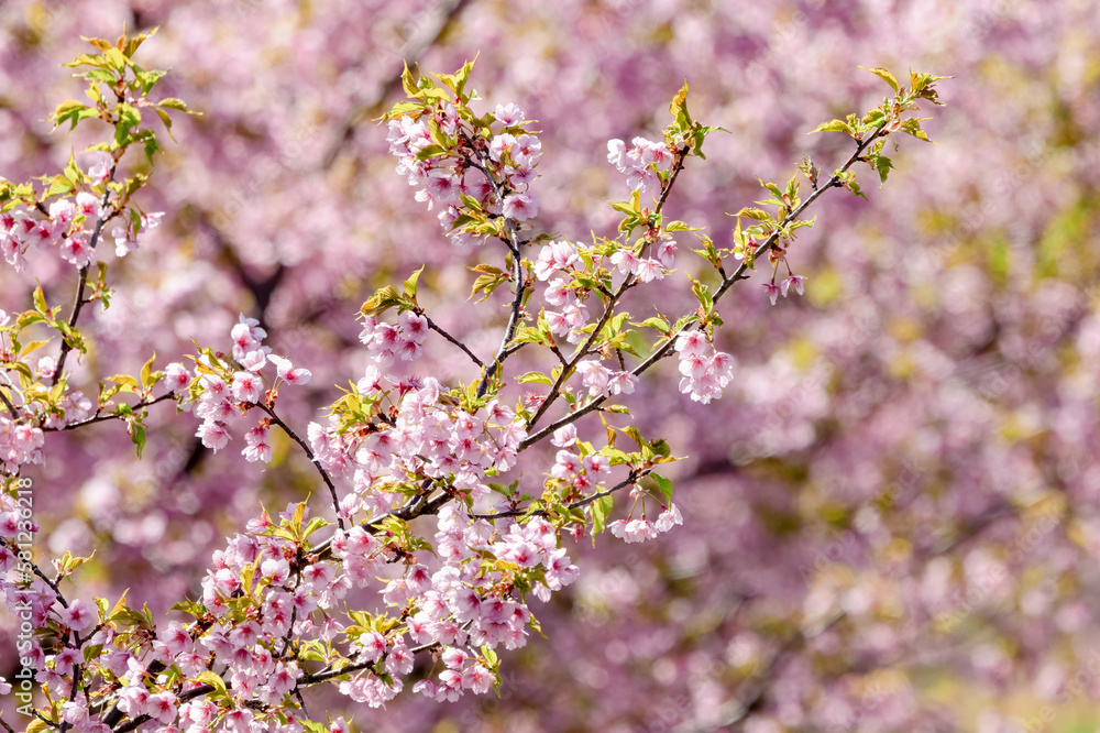 Canvas Prints 満開の河津桜