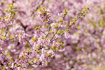 満開の河津桜
