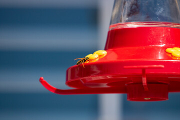 Naklejka premium close up of bee