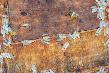 Fully-grown larvae form cocoons in comb debris, attached to frame or hive body. Larvae chew...