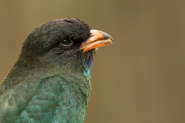close up of a bird