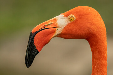 Fototapeta premium flamingo portrait
