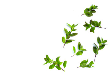 Holy basil leaves on white background.