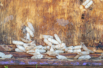 Fully-grown larvae form cocoons in comb debris, attached to frame or hive body. Larvae chew...