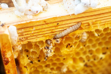 Waxworms, caterpillar larvae of wax moths, on damaged beeswax, frame with waxed wax moth.