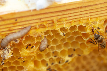 Waxworms, caterpillar larvae of wax moths, on damaged beeswax, frame with waxed wax moth.