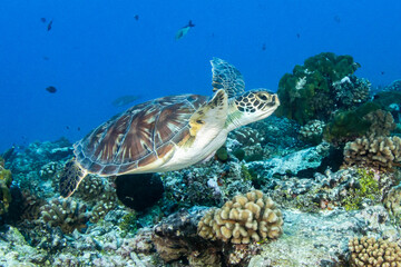 Fototapeta na wymiar Green sea turtle, reef life of French Polynesia
