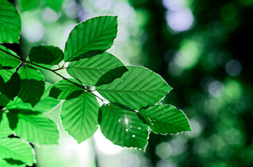 green leaves with sun
