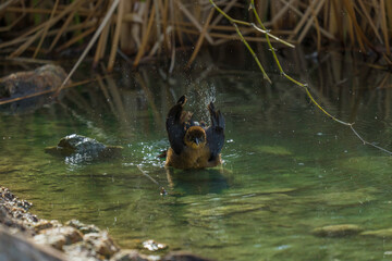 This image shows a Great-tailed grackle (Quiscalus mexicanus) bird splashing in water.