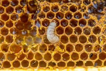 Waxworms, caterpillar larvae of wax moths, on damaged beeswax, frame with waxed wax moth.