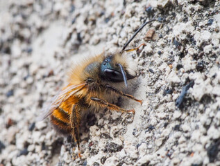 close-up of a fluffy bee on the wall of a house
