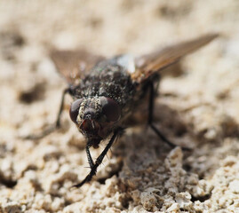 close-up, close-up of fly and fly's face